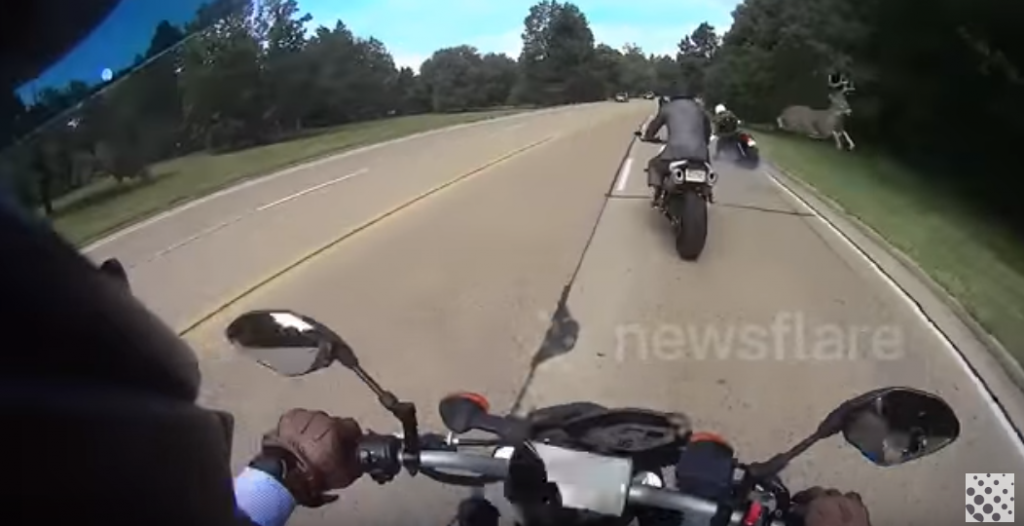 Accident de moto per animals